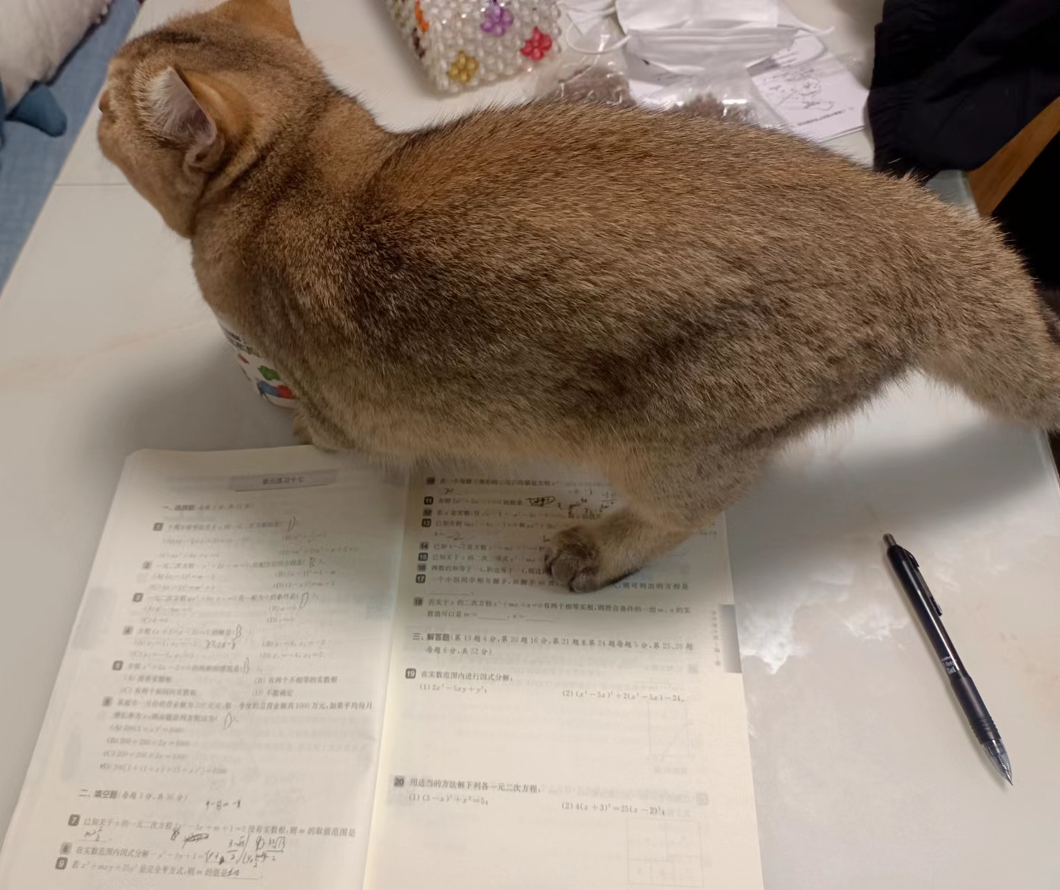 【十一活动】萌宠大赛,抽100元红包~ 【十一活动】萌宠大赛,抽100元红包~