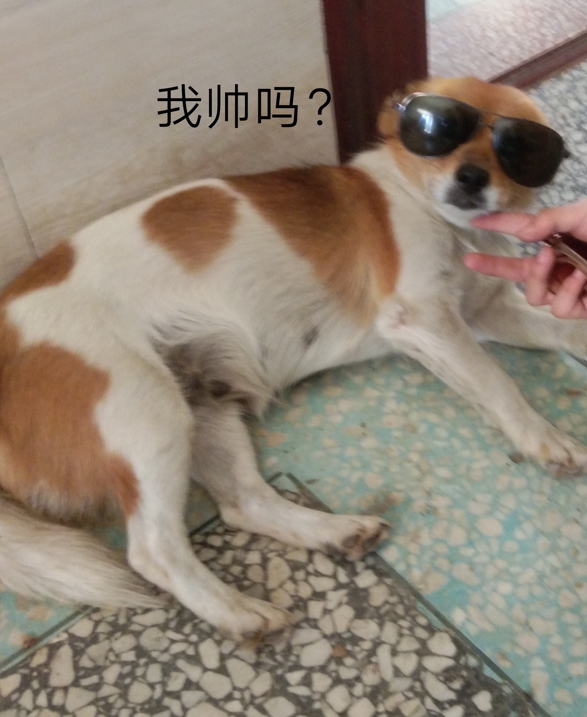 【十一活动】萌宠大赛,抽100元红包~ 【十一活动】萌宠大赛,抽100元红包~