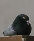 【十一活动】萌宠大赛,抽100元红包~ 【十一活动】萌宠大赛,抽100元红包~