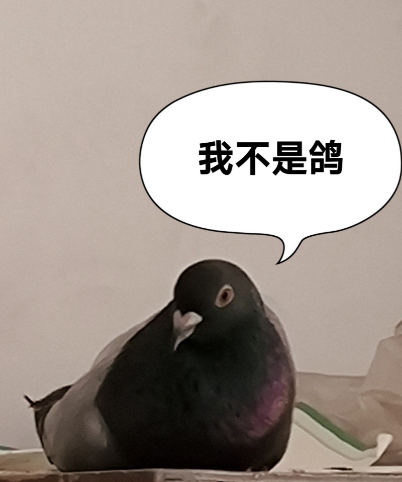 【十一活动】萌宠大赛,抽100元红包~ 【十一活动】萌宠大赛,抽100元红包~