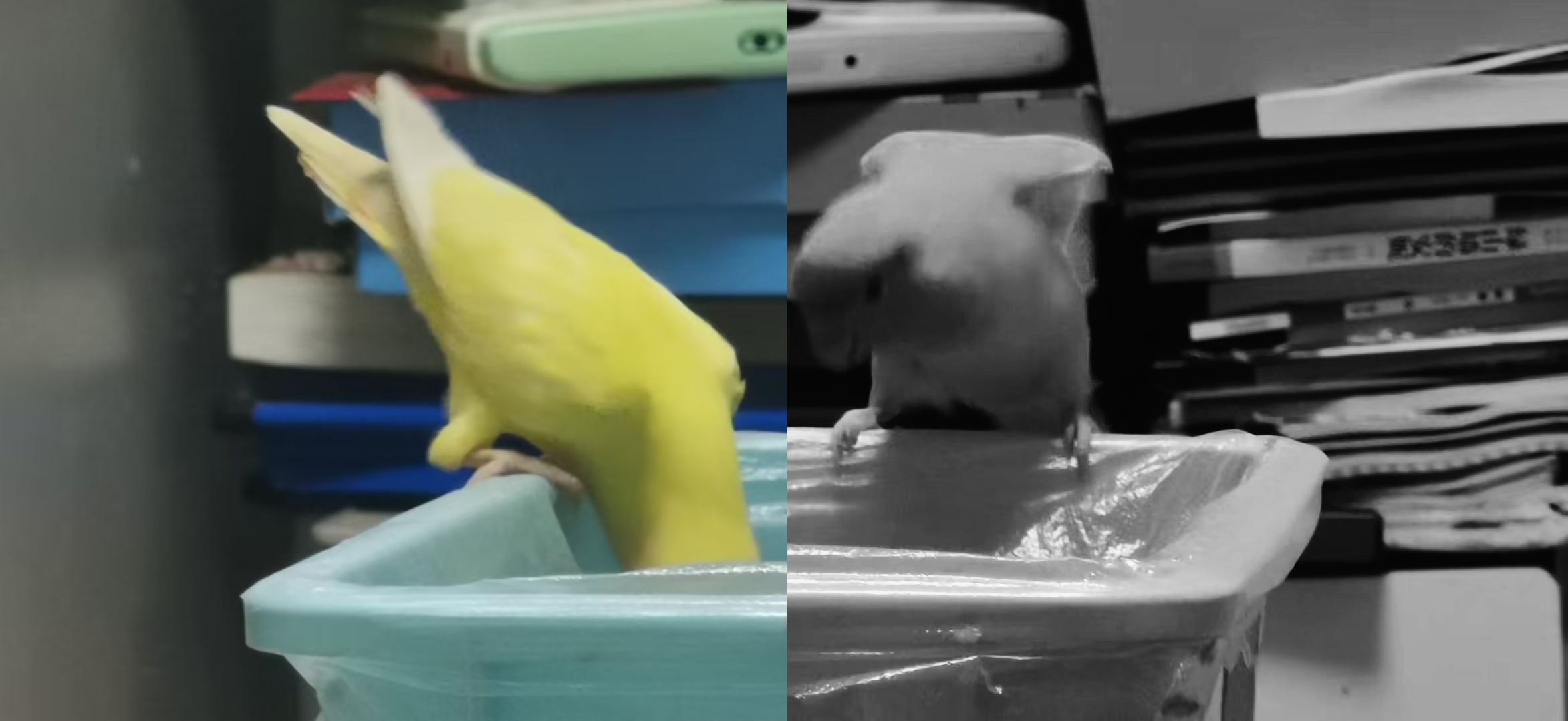 【十一活动】萌宠大赛,抽100元红包~ 【十一活动】萌宠大赛,抽100元红包~