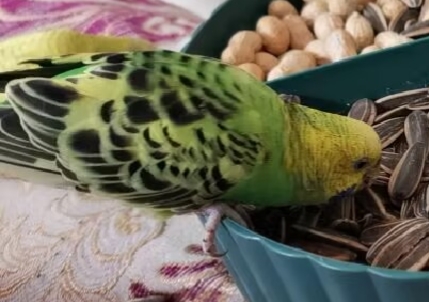 【十一活动】萌宠大赛,抽100元红包~ 【十一活动】萌宠大赛,抽100元红包~