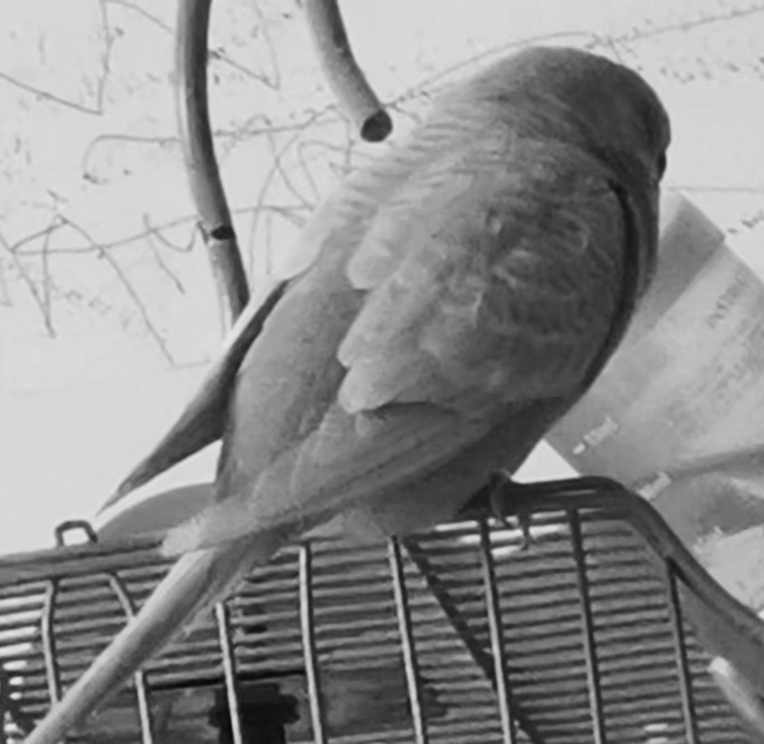 【十一活动】萌宠大赛,抽100元红包~ 【十一活动】萌宠大赛,抽100元红包~