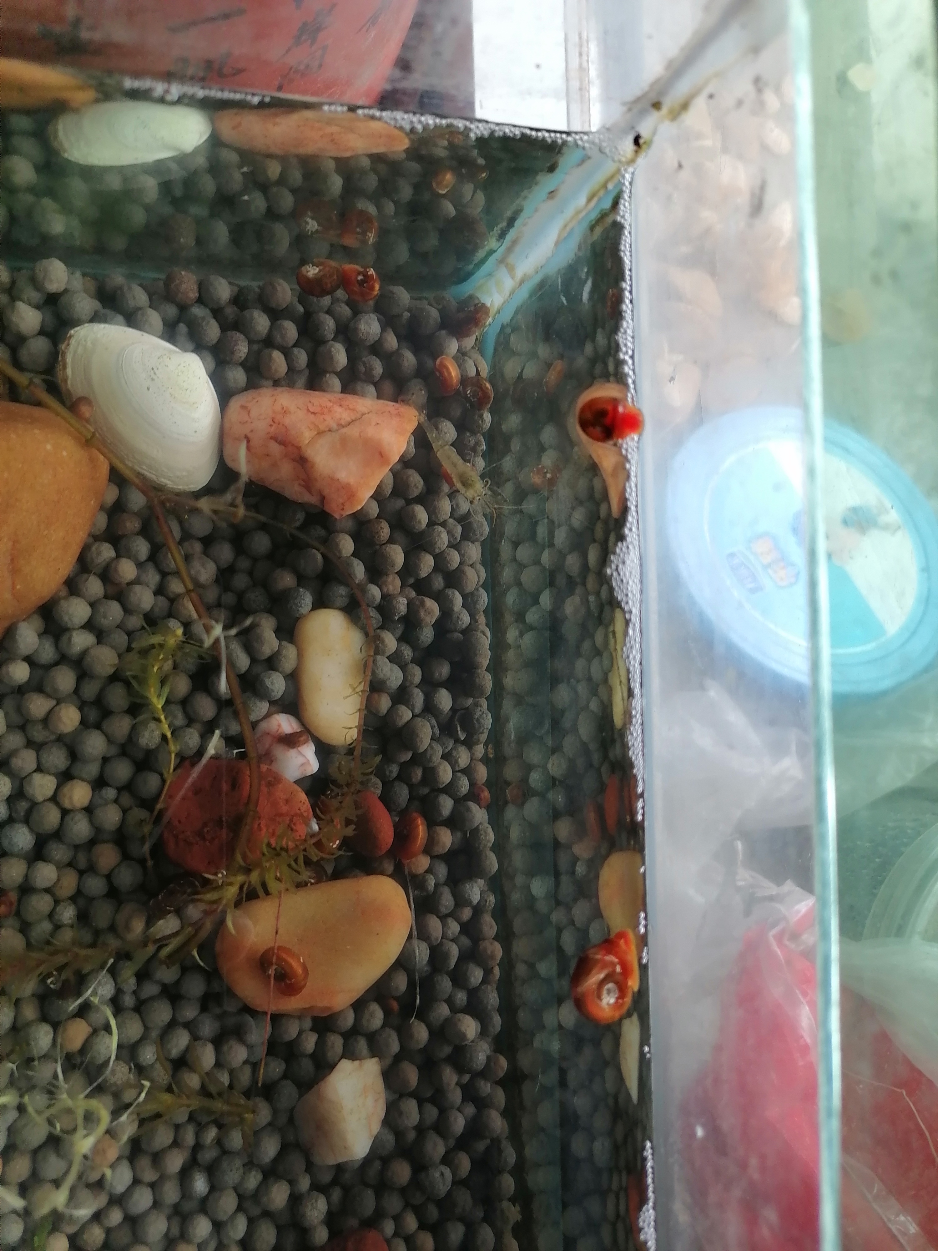 【十一活动】萌宠大赛,抽100元红包~ 【十一活动】萌宠大赛,抽100元红包~