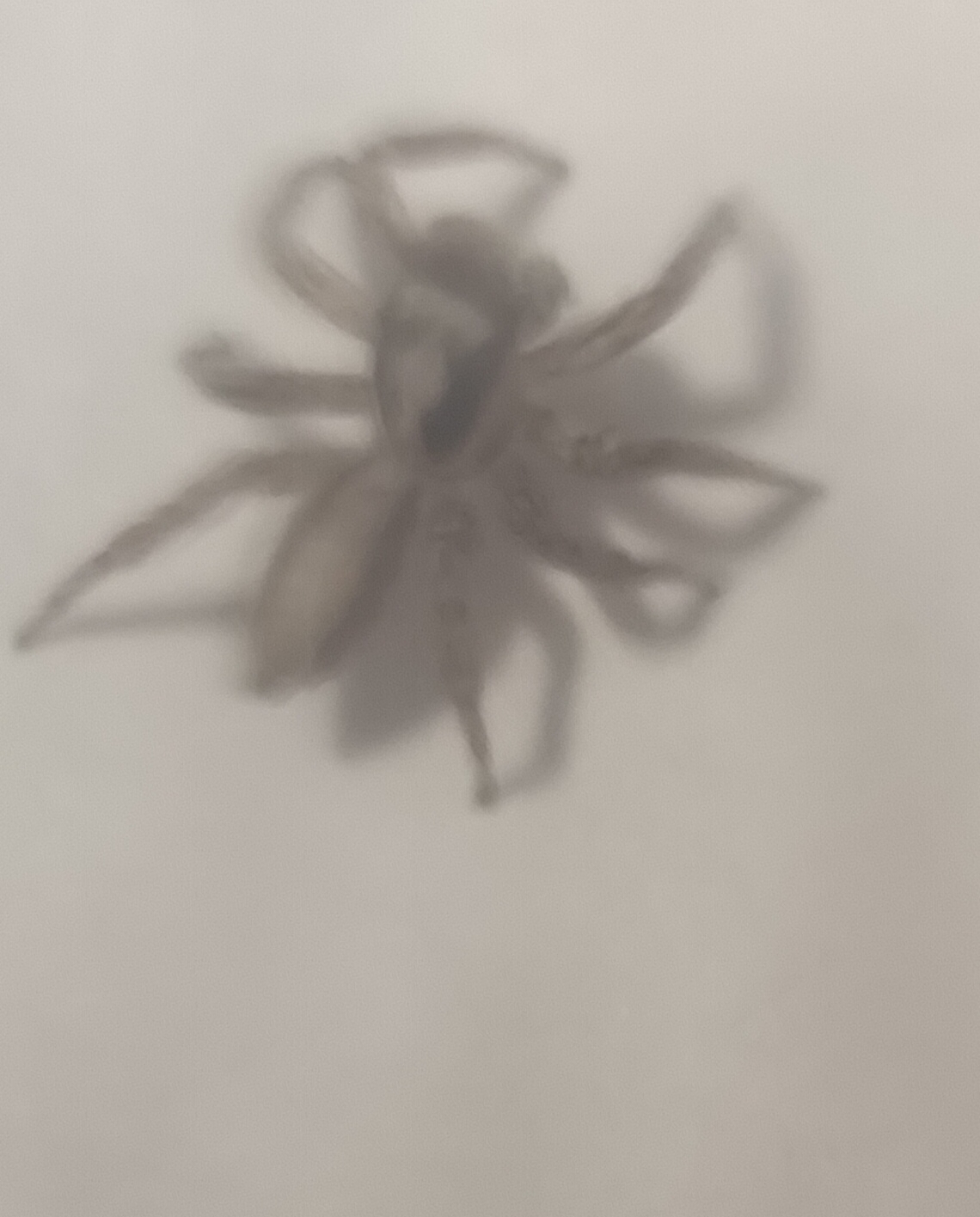 【十一活动】萌宠大赛,抽100元红包~ 【十一活动】萌宠大赛,抽100元红包~