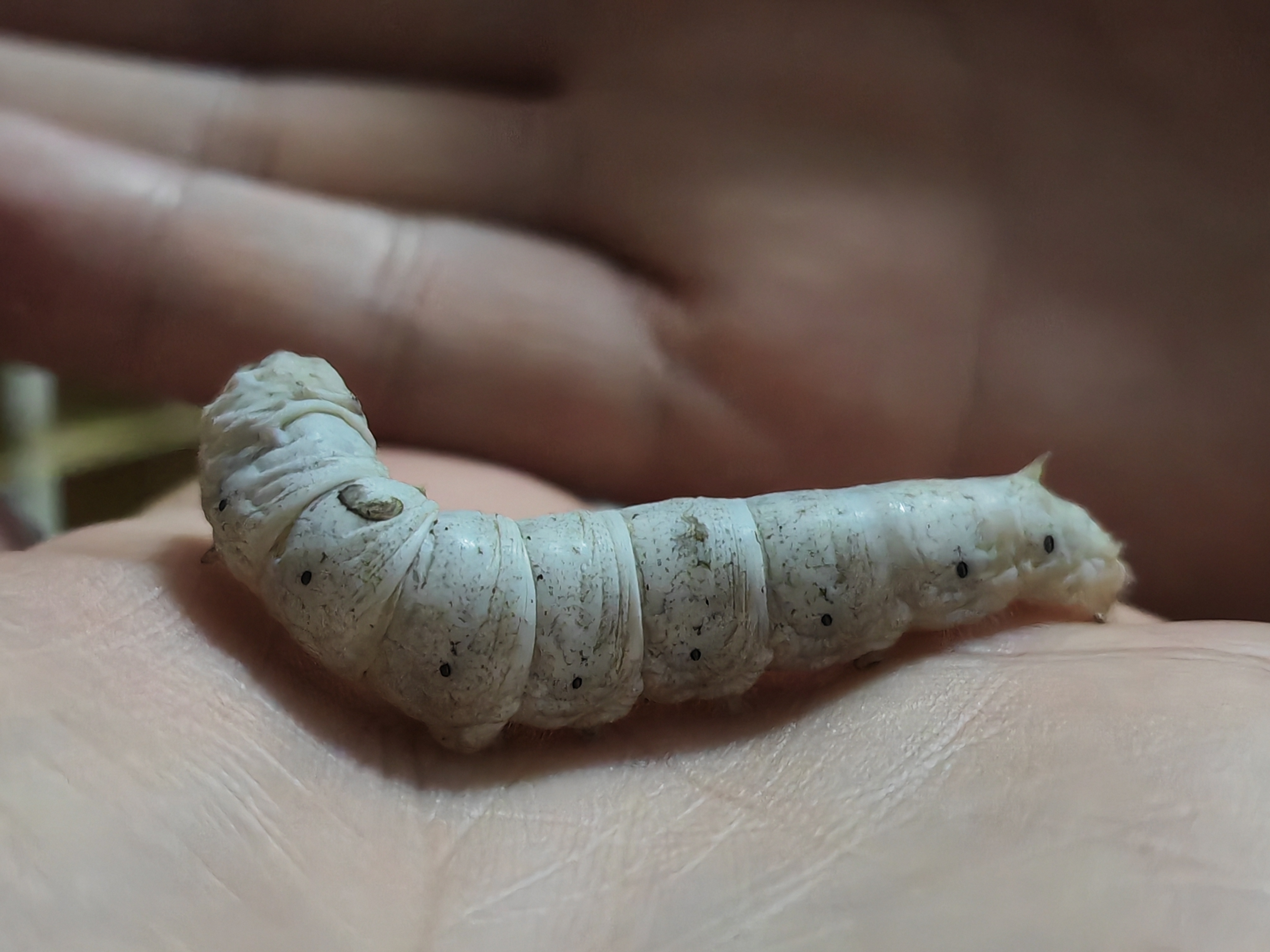 【十一活动】萌宠大赛,抽100元红包~ 【十一活动】萌宠大赛,抽100元红包~