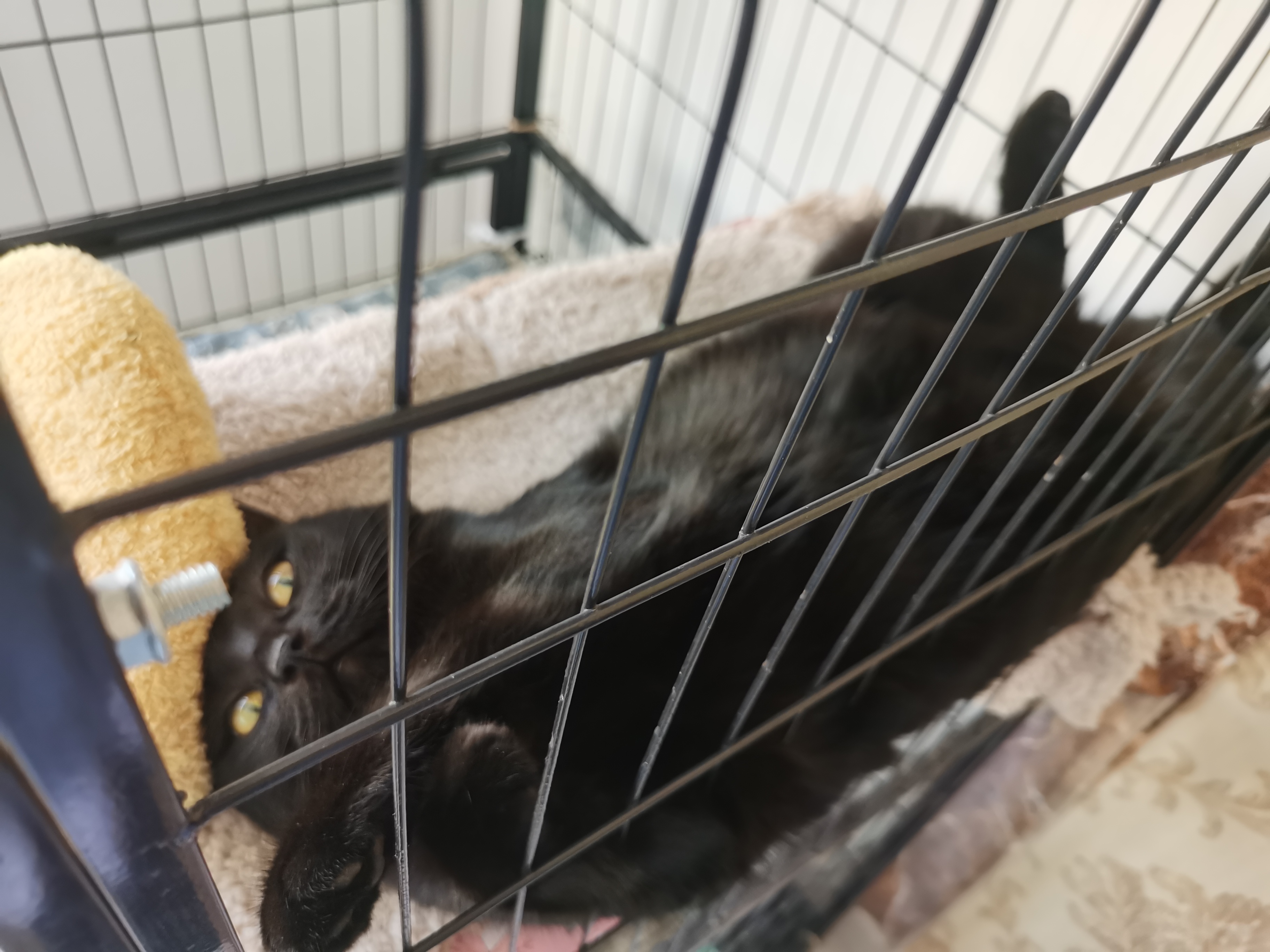 【十一活动】萌宠大赛,抽100元红包~ 【十一活动】萌宠大赛,抽100元红包~