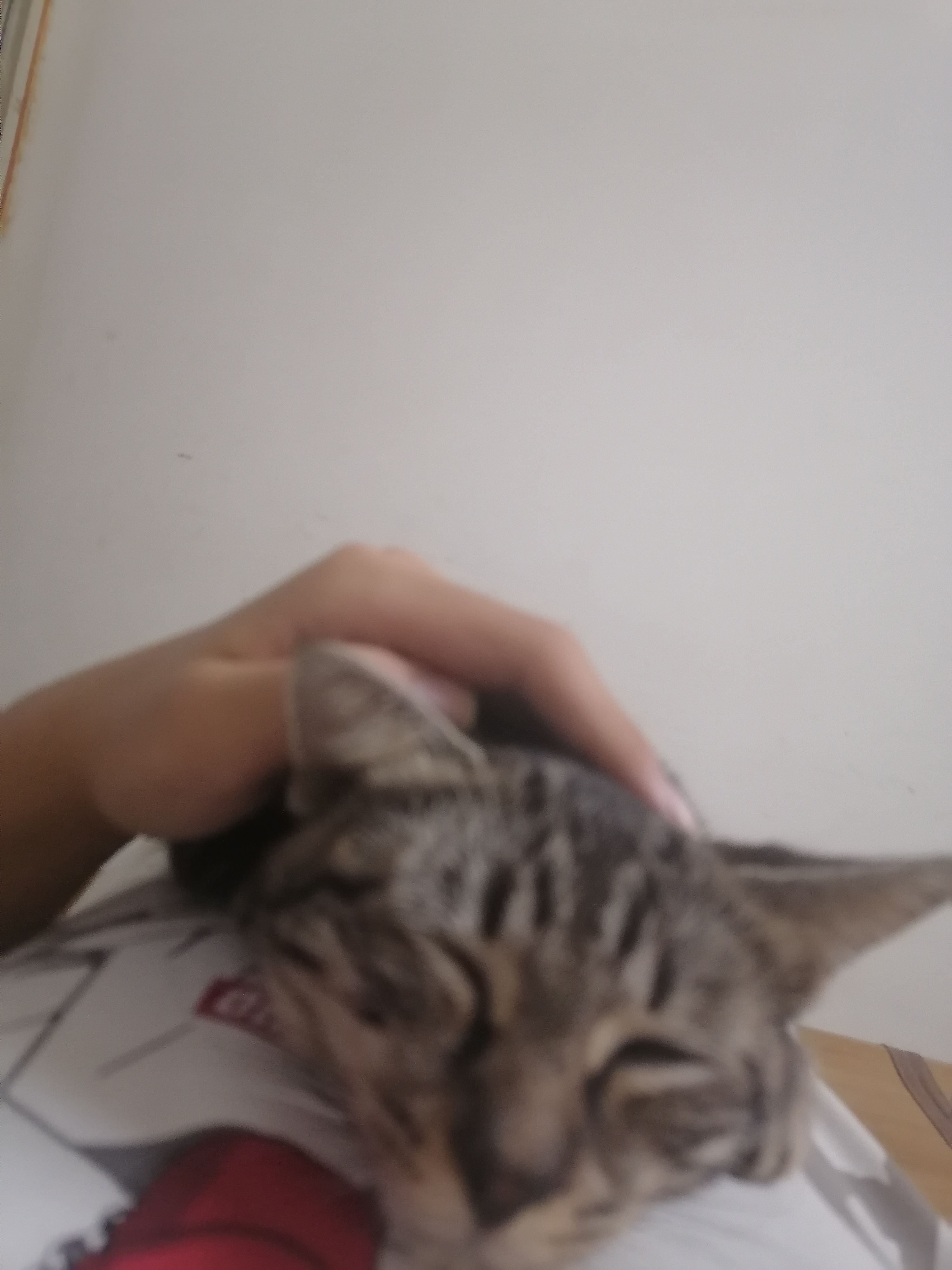 【十一活动】萌宠大赛,抽100元红包~ 【十一活动】萌宠大赛,抽100元红包~