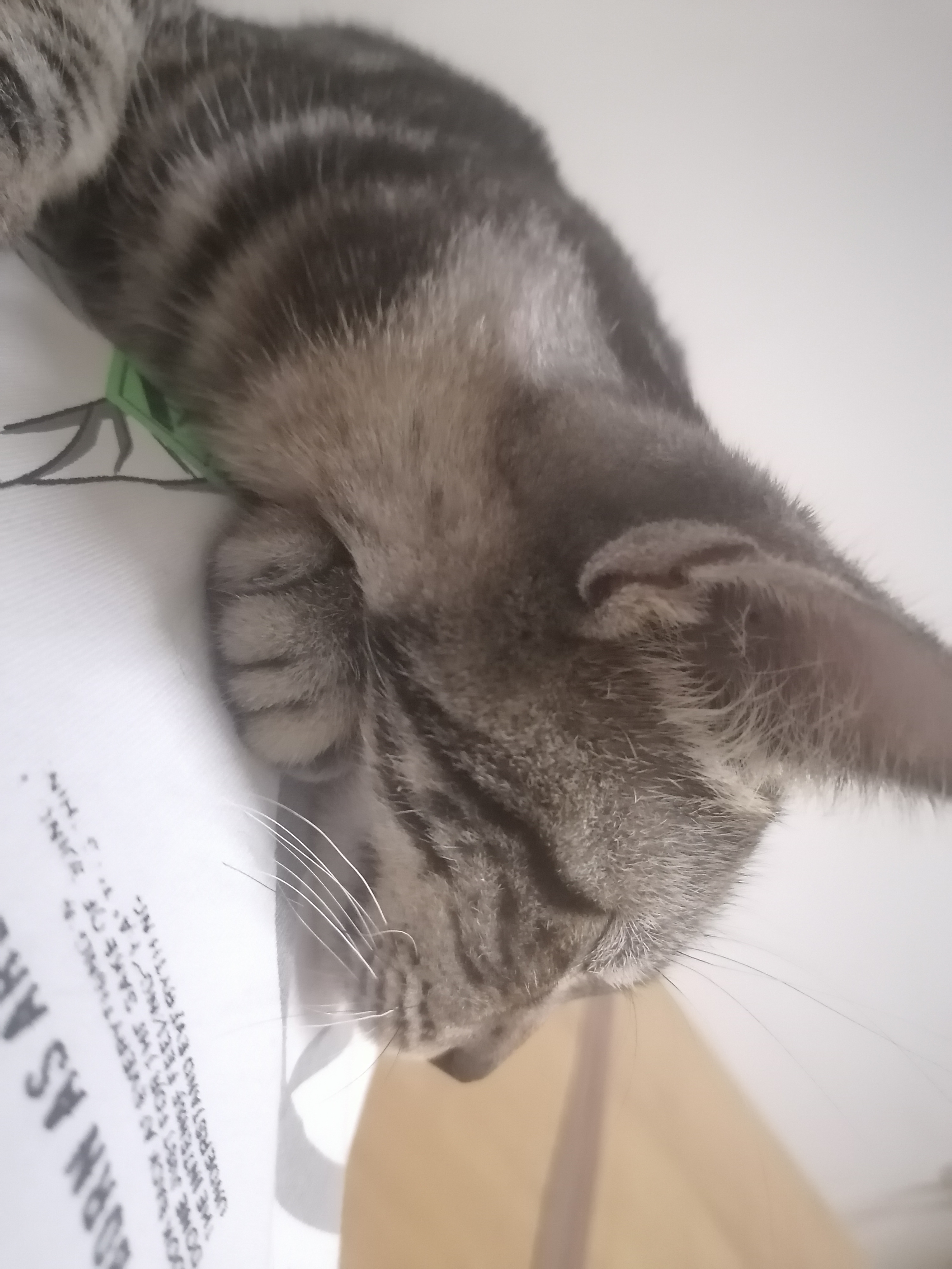 【十一活动】萌宠大赛,抽100元红包~ 【十一活动】萌宠大赛,抽100元红包~