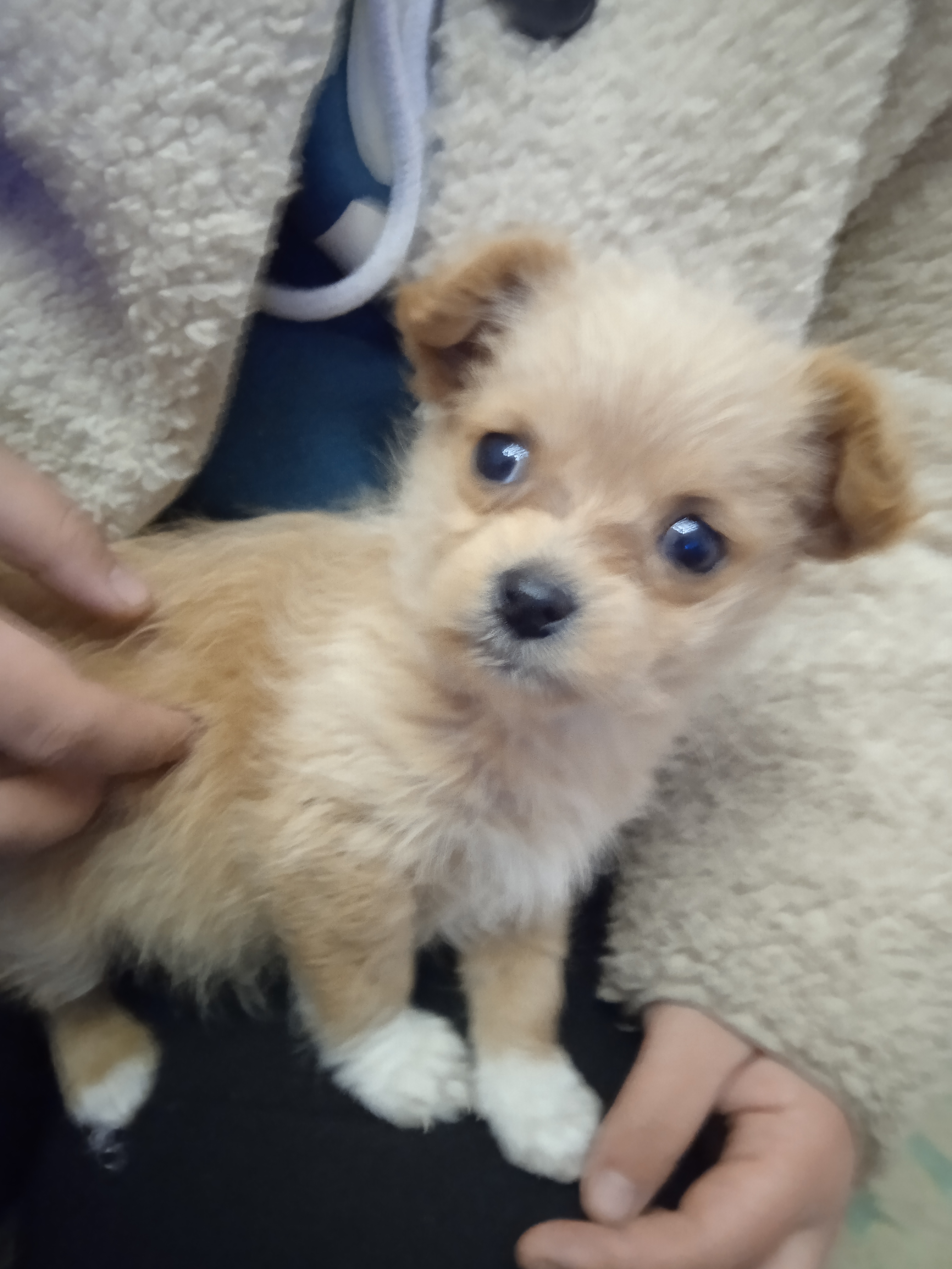 【十一活动】萌宠大赛,抽100元红包~ 【十一活动】萌宠大赛,抽100元红包~