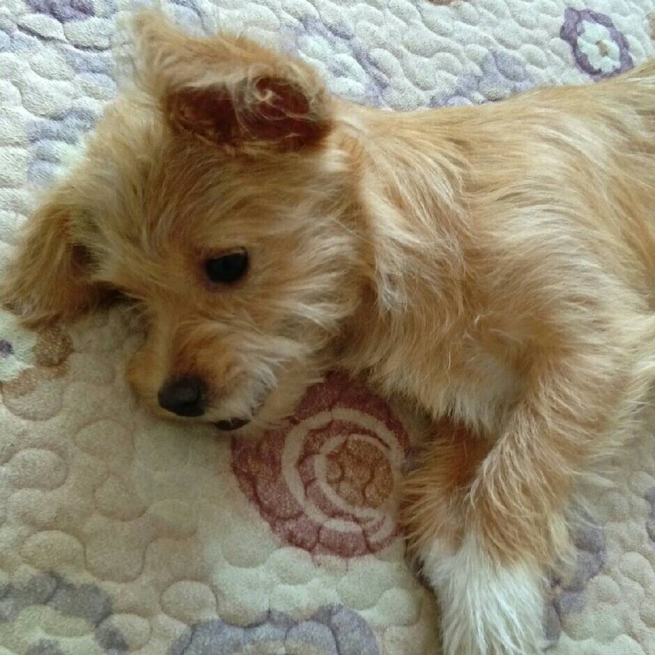 【十一活动】萌宠大赛,抽100元红包~ 【十一活动】萌宠大赛,抽100元红包~