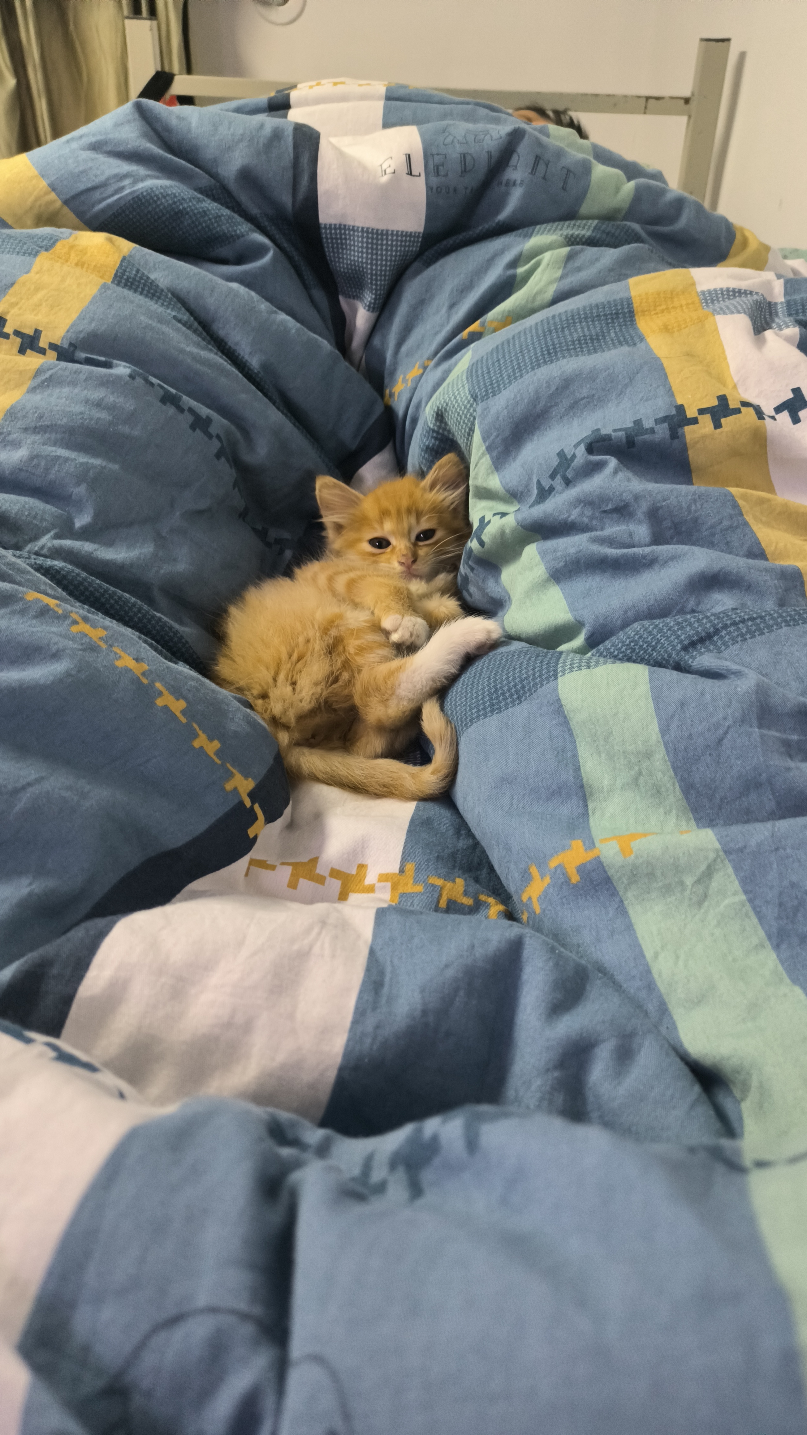 【十一活动】萌宠大赛,抽100元红包~ 【十一活动】萌宠大赛,抽100元红包~