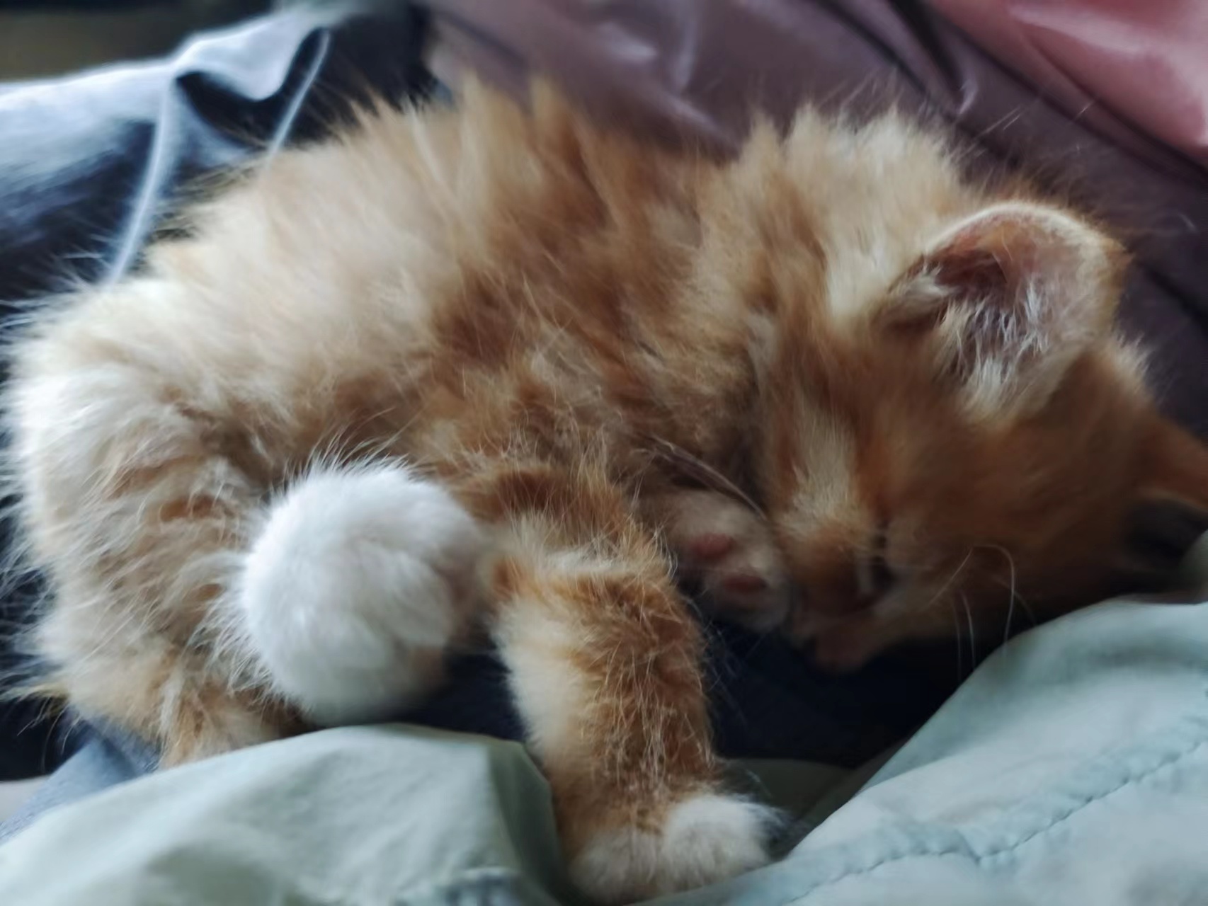 【十一活动】萌宠大赛,抽100元红包~ 【十一活动】萌宠大赛,抽100元红包~