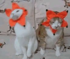 关于更换表情包的事情,征询建议 关于更换表情包的事情,征询建议