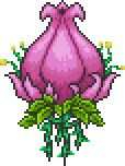 世纪之花