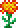 黄万寿菊