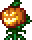 魔法南瓜子