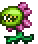 世纪之花幼苗