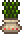 海草花盆